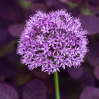 beautiful summer purple flower of giant onion growing in the spring garden - garden decoration stock pictures, royalty-free photos & images
