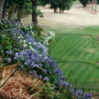 beautiful view of the blooming valley. - garden decoration stock-fotos und bilder