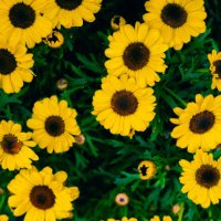 beautiful yellow daisy flowers. natural pattern - garden decoration stock pictures, royalty-free photos & images