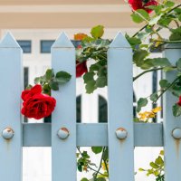 beauty climbing rose on the white fence - garden decoration stock pictures, royalty-free photos & images