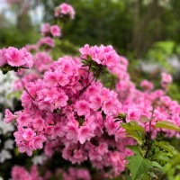 beauty of sprawling pink & white azalea bushes in early spring season - garden decoration stockfoto's en -beelden