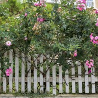 beauty pink climbing rose on the white fence - garden decoration stock-fotos und bilder