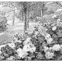 bed of chrysanthemums - garden decoration stock illustrations