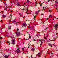 bed of flowers - garden decoration stockfoto's en -beelden