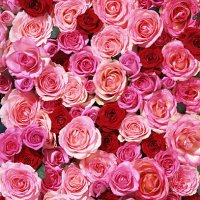 bed of roses xxlarge - garden decoration stock pictures, royalty-free photos & images