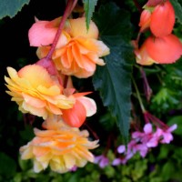 begonia 'apricot shades' begonia x tuberhybrida 'a - garden decoration stock pictures, royalty-free photos & images