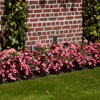 begonia cucullata - garden decoration stockfoto's en -beelden