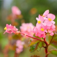 begonia flower close up shot - garden decoration stock pictures, royalty-free photos & images