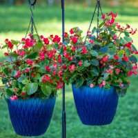begonia hanging pots - garden decoration stock pictures, royalty-free photos & images