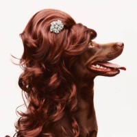 belinda - fashion stock pictures, royalty-free photos & images