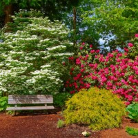 bench nestled in the flowering bushes - garden decoration photos et images de collection