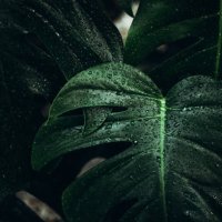 big green monstera leaves with dew drops - garden decoration stock pictures, royalty-free photos & images
