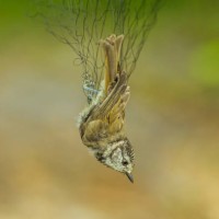 bird in net. ornithology. nature research. - garden decoration stock pictures, royalty-free photos & images