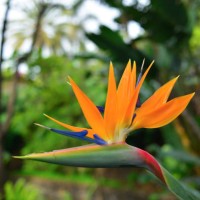 bird of paradise - flower - garden decoration stock pictures, royalty-free photos & images