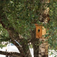 birdhouse in birch tree - garden decoration stock pictures, royalty-free photos & images