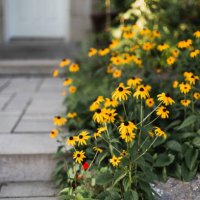 black-eyed susan in front of a house - garden decoration stock pictures, royalty-free photos & images
