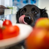 black dog looking at food in a refrigerator while licking it's mouth - food stock pictures, royalty-free photos & images