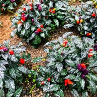 black leaf ornamental chili pepper plants in the rain - garden decoration stock pictures, royalty-free photos & images