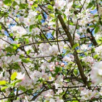 blooming apple tree in spring time for background - garden decoration stock pictures, royalty-free photos & images