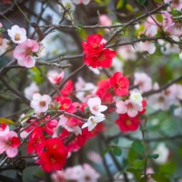 blooming flowering quince (chaenomeles speciosa (sweet) nakai, chaenomeles lagenaria koidz.) - garden decoration stock pictures, royalty-free photos & images