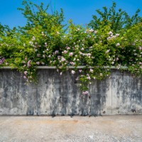 blooming flowers on the wall - garden decoration stock pictures, royalty-free photos & images