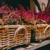 blooming heather plant in a pot - garden decoration stock pictures, royalty-free photos & images