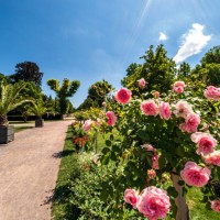 blooming orangerie park in summer. - garden decoration stockfoto's en -beelden