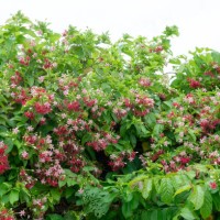 blooming pink bush - fresh nature - garden decoration stock pictures, royalty-free photos & images