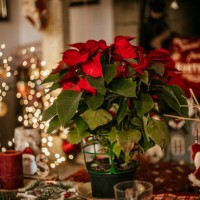 blooming poinsettia decorating at home - home decoration stock pictures, royalty-free photos & images