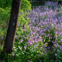blooming purple cruciferous flowers with dew in the morning - garden decoration stock pictures, royalty-free photos & images