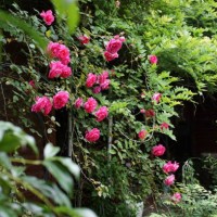 blooming red rose vine in the garden - garden decoration stock pictures, royalty-free photos & images