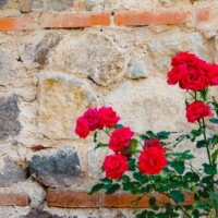 blooming roses against weathered wall - garden decoration stockfoto's en -beelden