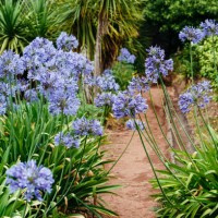 blooming spring garden. - garden decoration stock-fotos und bilder