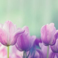 blooming tulip - garden decoration stock pictures, royalty-free photos & images