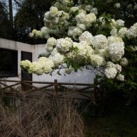 blooming wood hydrangea - garden decoration stock pictures, royalty-free photos & images