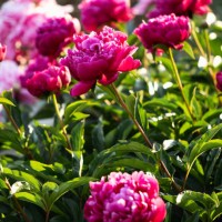 blossoming bush of pink purple peony in cottage garden - garden decoration stock pictures, royalty-free photos & images