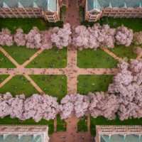 blossoming trees in a courtyard of the university of washington, usa. - garden decoration stock pictures, royalty-free photos & images