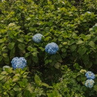 blue hydrangeas and big green bushes - garden decoration stock pictures, royalty-free photos & images