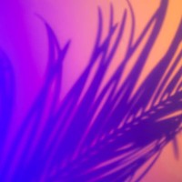 blurred colorful neon background with palm leaf shadows and lights pattern. copy space for your design. trendy colors of the year. - garden decoration stock pictures, royalty-free photos & images