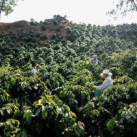 boeren werken bij een koffie boerderij verzamelen van koffiebonen - coffee stockfoto's en -beelden