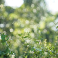 bokeh from sunlight small leaves green bush tree texture nature background - garden decoration stock pictures, royalty-free photos & images