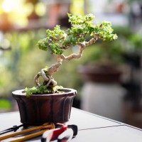 bonsai,bonsai premna - garden decoration stock pictures, royalty-free photos & images
