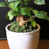 bonsai plant - garden decoration stock pictures, royalty-free photos & images