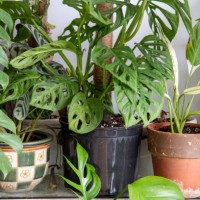 bonsai pots used for home decor - garden decoration stock pictures, royalty-free photos & images