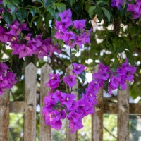 bougainvillea flower by the fence - garden decoration stock pictures, royalty-free photos & images