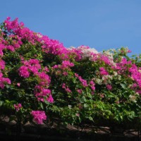 bougainvillea flower, yellow wall and wooden window - garden decoration stock pictures, royalty-free photos & images
