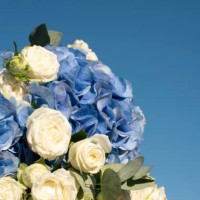 bouquet of hydrangea and branch rose. exotic flowers. floral background. holiday card. mothers day. women's day. holiday. hi spring. - garden decoration stock pictures, royalty-free photos & images