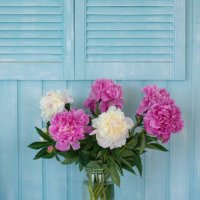 bouquet of peonies in vase - stock photo - garden decoration stock pictures, royalty-free photos & images