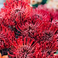 bouquet of red pincushion protea flowers. beautiful floral backdrop for your design. macro photography - garden decoration stock pictures, royalty-free photos & images