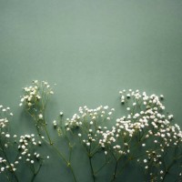 branches of white gypsophila on a dark background. universal background. gypsophila. floral background. place for an inscription. white flower. - home decoration stock pictures, royalty-free photos & images